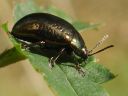 Chrysolina hyperici