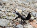 Ocypus tenebricosus