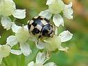 Coccinula 14-pustulata