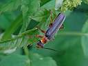  Cantharis nigricans