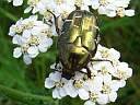 Protaetia cuprea