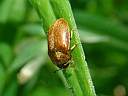 Byturus ochraceus