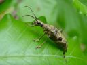 Rhagium mordax