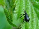 Deporaus betulae