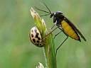 Coccinula 14-pustulata