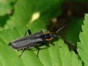 Cantharis obscura