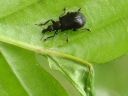 Deporaus betulae