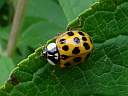 Harmonia axyridis