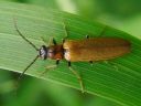 Rhagonycha cf. maculicollis