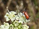 Anthocomus coccineus