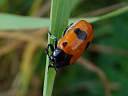 Clytra laeviuscula