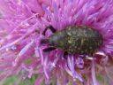 Larinus sp.