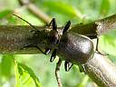 Calosoma inquisitor