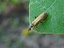   Cantharis decipiens