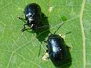Phratora vitellinae