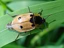 Xylodrepa quadrimaculata