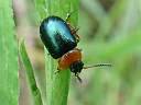 Gastrophysa polygoni
