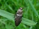 Agrypnus murina
