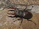 Lucanus cervus