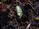 Poecilus cf. versicolor