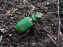 Cicindela campestris