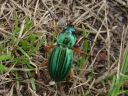 Carabus auratus
