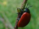 Chrysomela populi