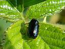 Cryptocephalus nitidus