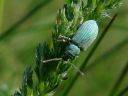 Phyllobius cf. virideaeris