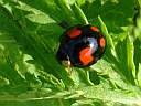 Harmonia axyridis