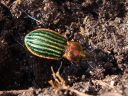 Carabus nitens