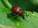 Attelabus nitens