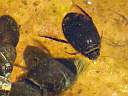 Acilius sulcatus