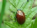 Chrysolina polita