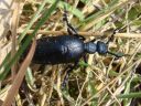 Meloe proscarabaeus