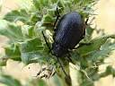 Galeruca tanaceti
