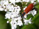Lygistopterus sanguineus