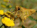 Hesperia comma