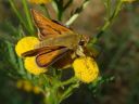 Hesperia comma