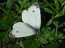 Pieris napi
