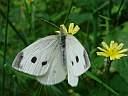 Pieridae: Pieris rapae