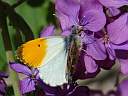 Anthocharis cardamines