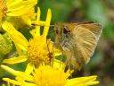 Thymelicus lineola