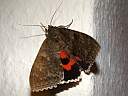 Catocala nupta
