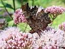 Polygonia c-album