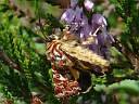 Anarta myrtilli