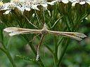 Gillmeria pallidactyla