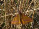Lythria purpuraria