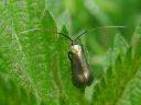Adela reaumurella