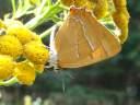 Thecla betulae